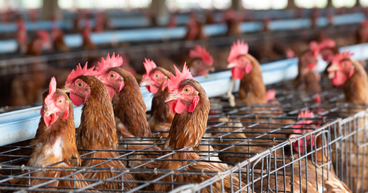 It's time to make Britain a world leader in animal welfare again