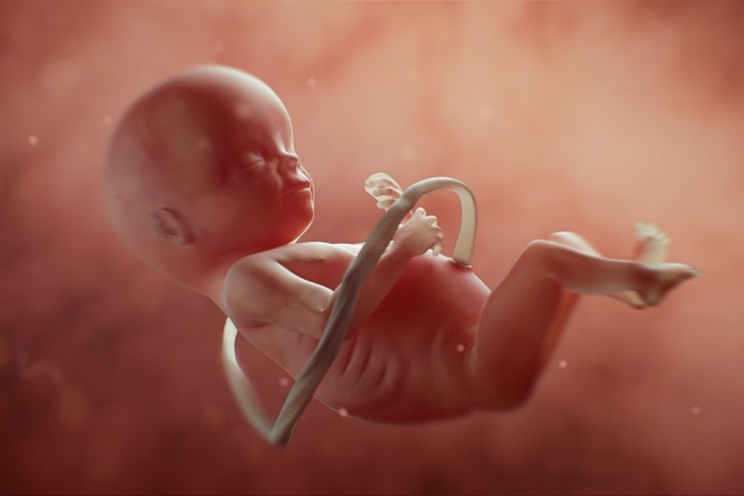 NIH Won’t Renew Grants for Experiments Using Tissue From Aborted Babies