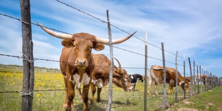 Ag Secretary Confirms That Trump Is Eyeing Argentina’s Beef; U.S. Ranchers See Red