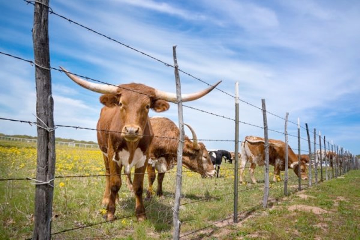 Ag Secretary Confirms That Trump Is Eyeing Argentina’s Beef; U.S. Ranchers See Red