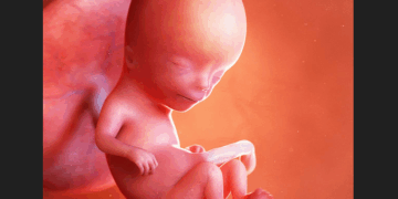 Abortion Isn’t About a Woman’s Body, It’s About What Happens to a Baby’s Body