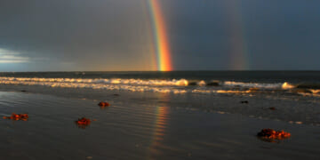 Always Have Hope - The Stream