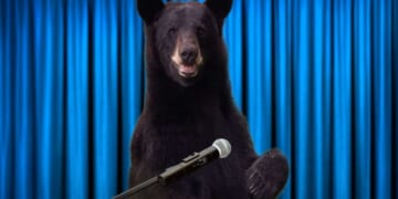 Image for article: Black Bears Demand To Be Referred To As 'Bears Of Color'