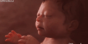 House of Lords Members File Measure to Stop Abortions Up to Birth