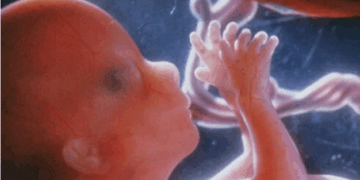 Oregon Abortions Decline as More Babies are Saved From Abortion