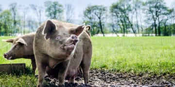 Selective Sustainability - The Stream