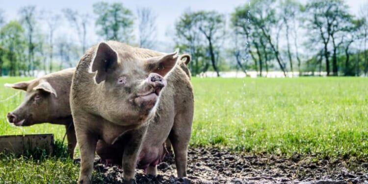 Selective Sustainability - The Stream