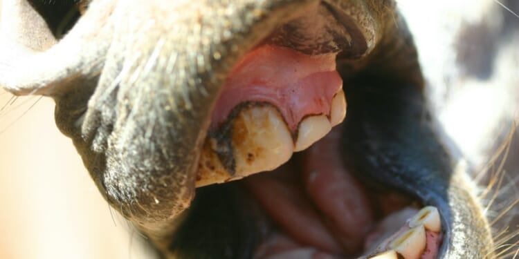 The Brew: Democrat Candidates Are No Longer James Bond Villains. Now They're Austin Powers Villains