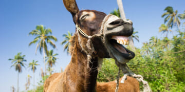 The Democrats’ Third Term Freakout Is Intellectually Bankrupt