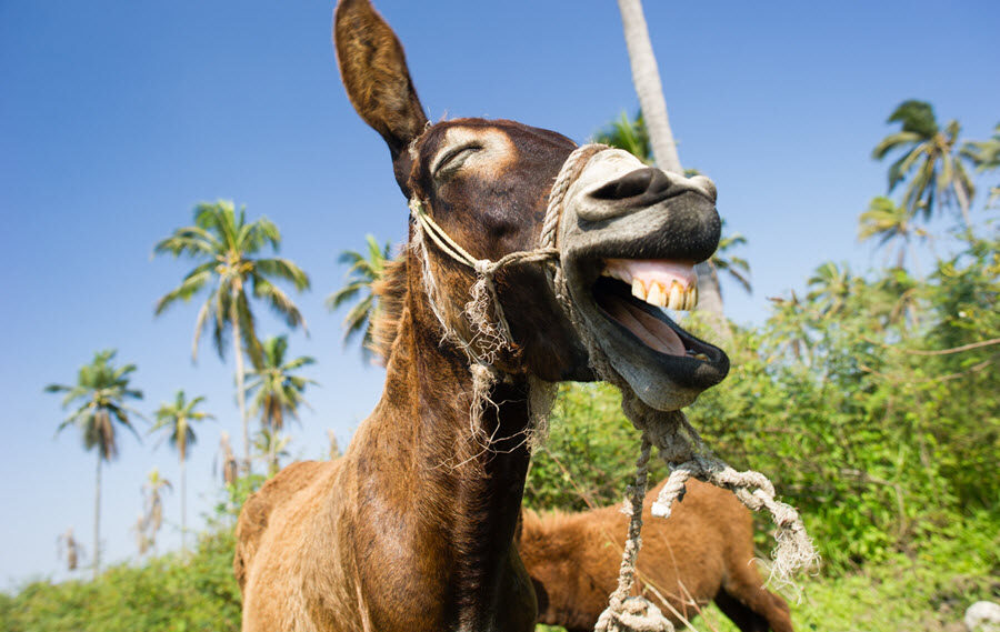 The Democrats’ Third Term Freakout Is Intellectually Bankrupt