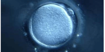 The Life of Every Human Being Begins at Fertilization