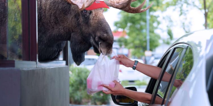 Image for article: With Government Shutdown Closing National Parks, Moose Forced to Find New Jobs