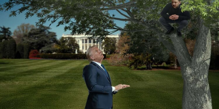 Image for article: Zelenskyy Tries To Catch Glimpse Of Trump By Climbing White House Sycamore Tree