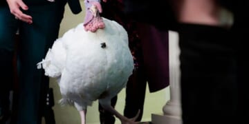 'MAHA TURKEYS' Trump Cracks Jokes While Pardoning Turkeys for Thanksgiving [WATCH]