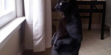 If you want to elect some commie dumba$$ to be your mayor or town councilman or dog catcher, that's no skin off my teeth