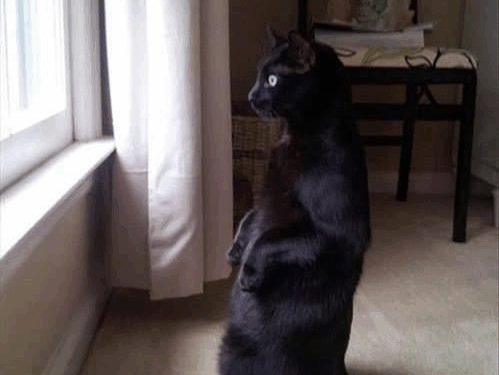 If you want to elect some commie dumba$$ to be your mayor or town councilman or dog catcher, that's no skin off my teeth