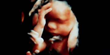 Florida Bill Would Confirm Human Life Begins at Conception