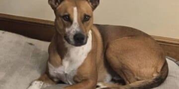 For the Love of Critters