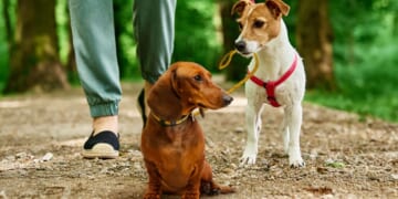 Image for article: Liberal’s Emotional Support Dog Gets Emotional Support Dog