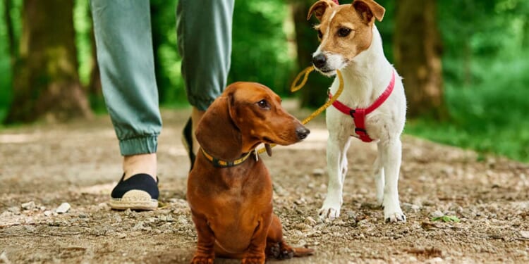 Image for article: Liberal’s Emotional Support Dog Gets Emotional Support Dog