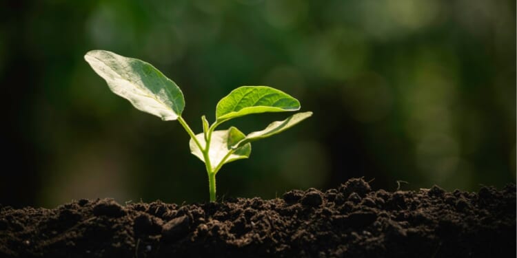 What Does it Mean to 'Flourish'?