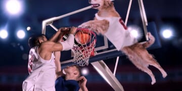 Image for article: With Most Players Arrested For Gambling, Air Bud Finally Called Up To NBA