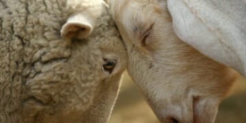 Klavdiya's Twelve Days: When Angels Feed Goats