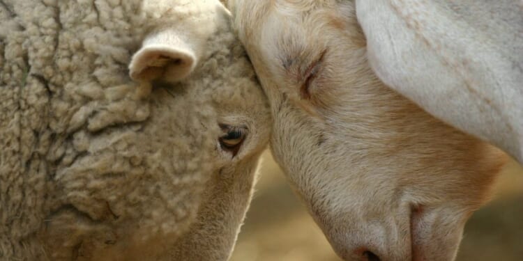 Klavdiya's Twelve Days: When Angels Feed Goats