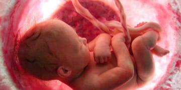 17,785 Babies Were Killed in Abortions in New Zealand Last Year