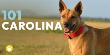 I had never heard of this breed before