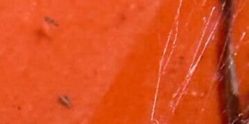 Paco Enterprises: Intruder