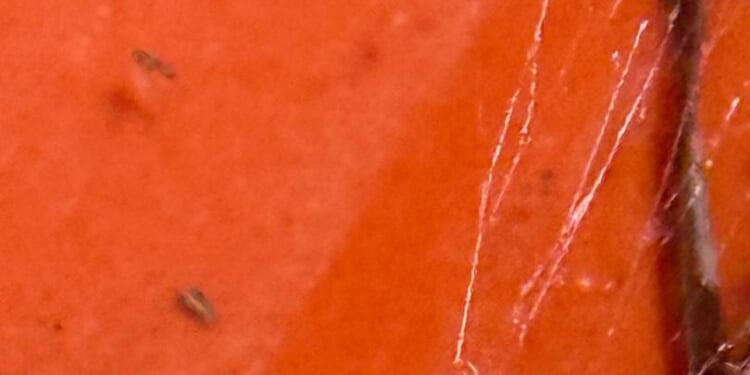 Paco Enterprises: Intruder