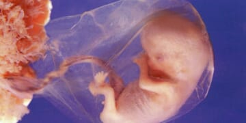 Stop Mail-Order Abortion Drugs in South Carolina