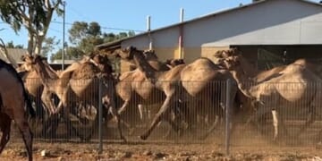 Here I am, complaining about rabbits in the yard...
