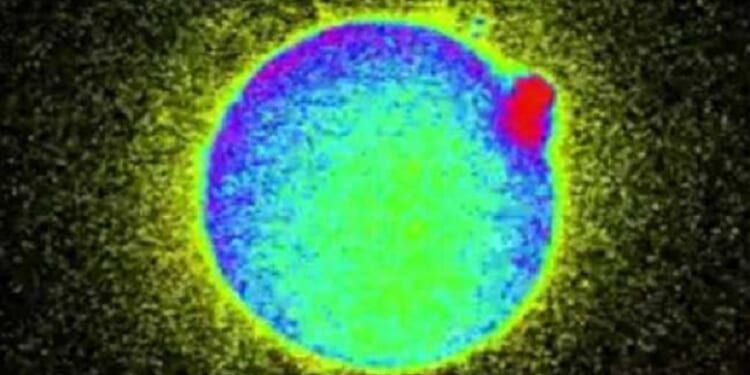 Human Life Begins at Conception: One Single Cell Becomes Trillions