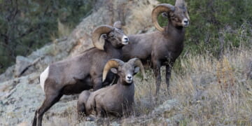 Colorado Moves Against Fur Sales, Reviving the War on Hunting and Trapping