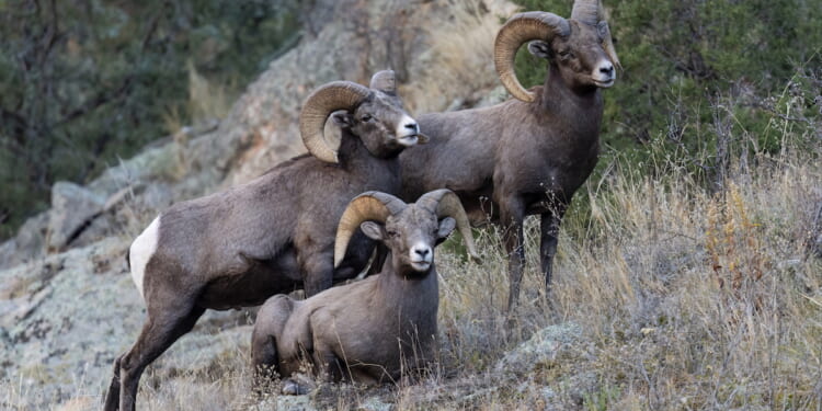 Colorado Moves Against Fur Sales, Reviving the War on Hunting and Trapping