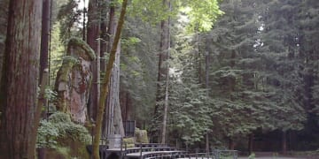 Leaked Bohemian Grove Membership List Ignites Online Backlash