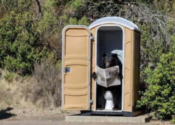 Image for article: Newsom Allocates $900 Million For Black Bear Porta-Potties