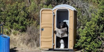 Image for article: Newsom Allocates $900 Million For Black Bear Porta-Potties