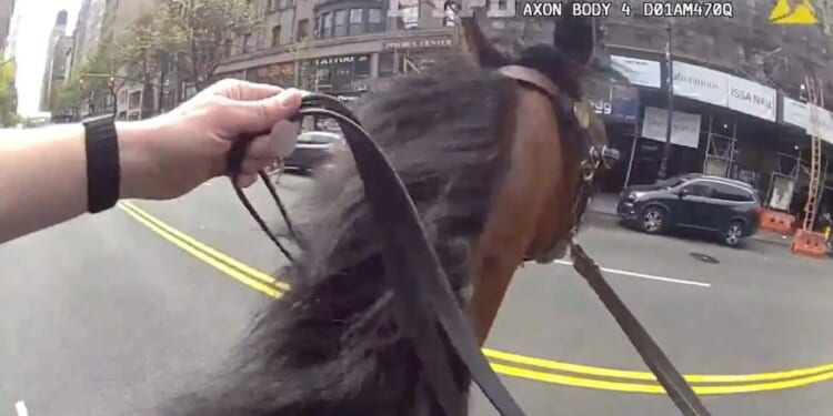 Mounted NYPD officer captures convicted killer parolee after purse snatching on Upper West Side