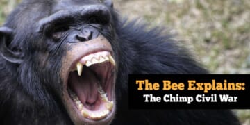 Image for article: The Bee Explains: The Chimp Civil War
