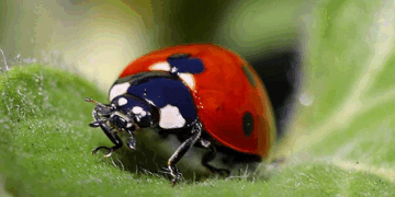 They Say Not to Kill Ladybugs, But It’s Fine to Kill Babies in Abortions