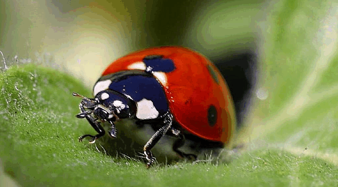 They Say Not to Kill Ladybugs, But It’s Fine to Kill Babies in Abortions