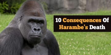 Image for article: 10 Consequences Of Harambe's Death