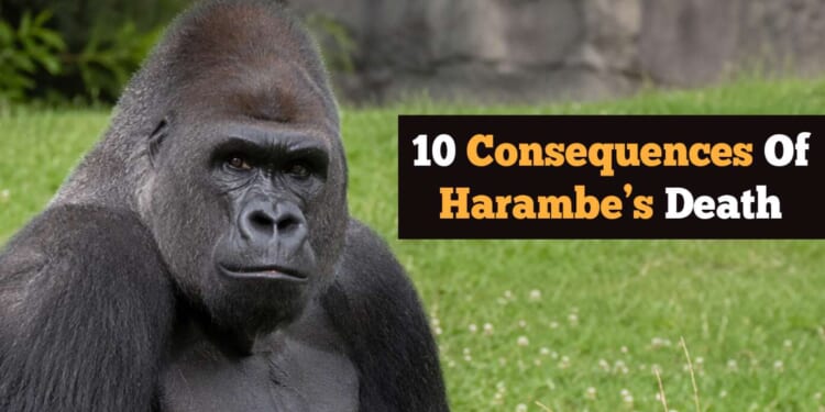 Image for article: 10 Consequences Of Harambe's Death
