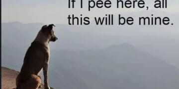 Sunday funnies