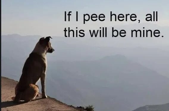 Sunday funnies