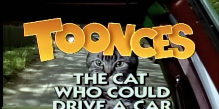 A Little Wisdom from Toonces