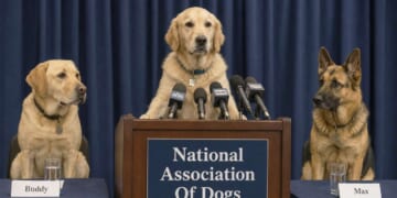 Image for article: National Association of Dogs Announce They Deserve a Little Treat